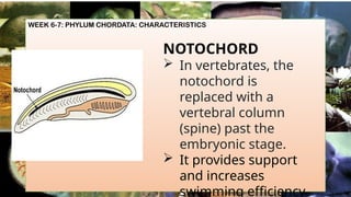 WEEK 6-7: PHYLUM CHORDATA: CHARACTERISTICS
NOTOCHORD
 In vertebrates, the
notochord is
replaced with a
vertebral column
(spine) past the
embryonic stage.
 It provides support
and increases
swimming efficiency
 