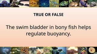 TRUE OR FALSE
The swim bladder in bony fish helps
regulate buoyancy.
 