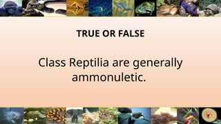 TRUE OR FALSE
Class Reptilia are generally
ammonuletic.
 