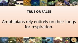 TRUE OR FALSE
Amphibians rely entirely on their lungs
for respiration.
 