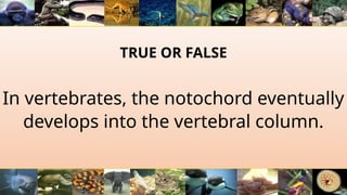 TRUE OR FALSE
In vertebrates, the notochord eventually
develops into the vertebral column.
 