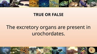 TRUE OR FALSE
The excretory organs are present in
urochordates.
 