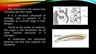 CHORDATES -- Complexity at its Peak.pptx