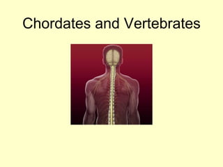 Chordates and Vertebrates
 