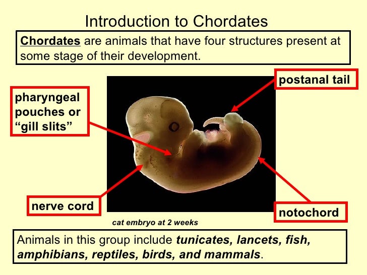  Chordates  and vertebrates