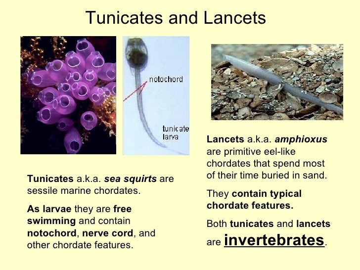 Chordates and vertebrates