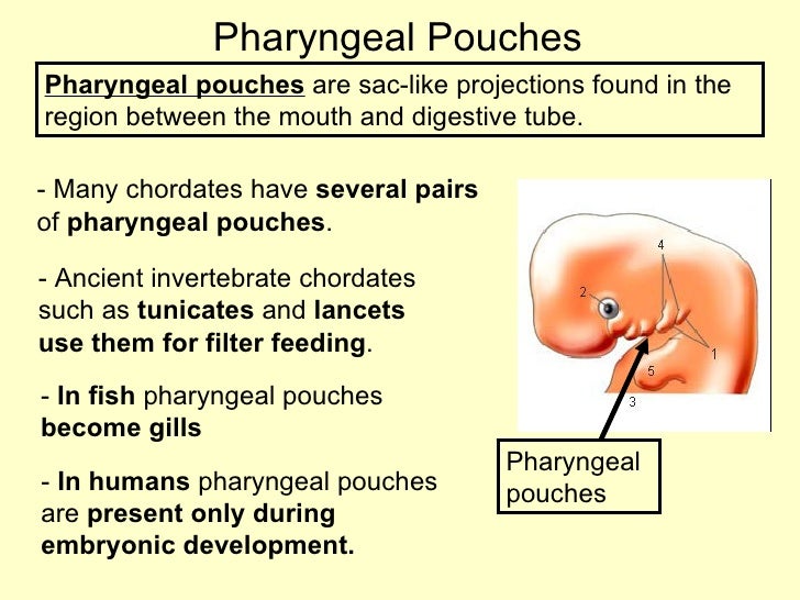  Chordates  and vertebrates