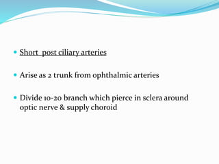  Short post ciliary arteries
 Arise as 2 trunk from ophthalmic arteries
 Divide 10-20 branch which pierce in sclera around
optic nerve & supply choroid
 