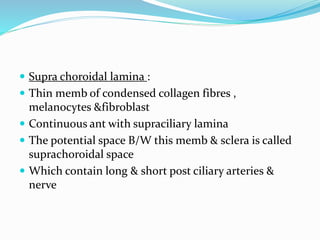  Supra choroidal lamina :
 Thin memb of condensed collagen fibres ,
melanocytes &fibroblast
 Continuous ant with supraciliary lamina
 The potential space B/W this memb & sclera is called
suprachoroidal space
 Which contain long & short post ciliary arteries &
nerve
 