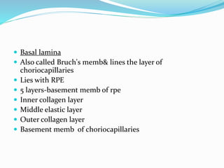  Basal lamina
 Also called Bruch's memb& lines the layer of
choriocapillaries
 Lies with RPE
 5 layers-basement memb of rpe
 Inner collagen layer
 Middle elastic layer
 Outer collagen layer
 Basement memb of choriocapillaries
 