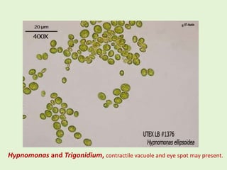 Hypnomonas and Trigonidium, contractile vacuole and eye spot may present.
 
