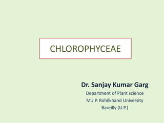 CHLOROPHYCEAE
Dr. Sanjay Kumar Garg
Department of Plant science
M.J.P. Rohilkhand University
Bareilly (U.P.)
 