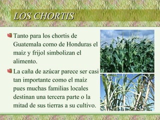 LOS CHORTIS
Tanto para los chortis de
Guatemala como de Honduras el
maíz y frijol simbolizan el
alimento.
La caña de azúcar parece ser casi
tan importante como el maíz
pues muchas familias locales
destinan una tercera parte o la
mitad de sus tierras a su cultivo.
 