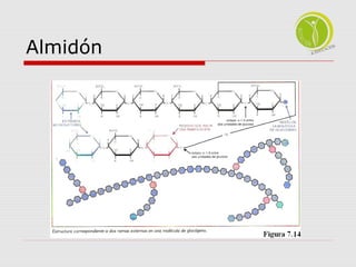 Almidón 
 