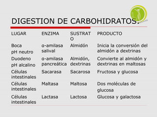 DIGESTION DE CARBOHIDRATOS: 
LUGAR ENZIMA SUSTRAT 
O 
PRODUCTO 
Boca 
pH neutro 
α-amilasa 
salival 
Almidón Inicia la conversión del 
almidón a dextrinas 
Duodeno 
pH alcalino 
α-amilasa 
pancreática 
Almidón, 
dextrinas 
Convierte al almidón y 
dextrinas en maltosas 
Células 
intestinales 
Sacarasa Sacarosa Fructosa y glucosa 
Células 
intestinales 
Maltasa Maltosa Dos moléculas de 
glucosa 
Células 
intestinales 
Lactasa Lactosa Glucosa y galactosa 
 