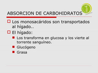 ABSORCION DE CARBOHIDRATOS 
 Los monosacáridos son transportados 
al hígado.. 
 El hígado: 
 Los transforma en glucosa y los vierte al 
torrente sanguíneo. 
 Glucógeno 
 Grasa 
 