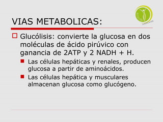 VIAS METABOLICAS: 
 Glucólisis: convierte la glucosa en dos 
moléculas de ácido pirúvico con 
ganancia de 2ATP y 2 NADH + H. 
 Las células hepáticas y renales, producen 
glucosa a partir de aminoácidos. 
 Las células hepática y musculares 
almacenan glucosa como glucógeno. 
 