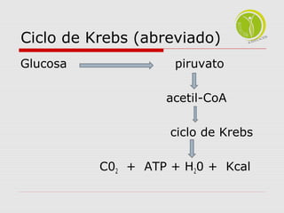 Ciclo de Krebs (abreviado) 
Glucosa piruvato 
acetil-CoA 
ciclo de Krebs 
C02 + ATP + H20 + Kcal 
 