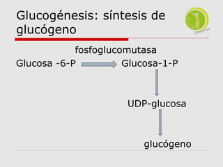 Glucogénesis: síntesis de 
glucógeno 
fosfoglucomutasa 
Glucosa -6-P Glucosa-1-P 
UDP-glucosa 
glucógeno 
 
