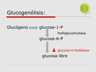 Glucogenólisis: 
Glucógeno glucosa-1-P 
fosfoglucomutasa 
glucosa-6-P 
glucosa-6-fosfatasa 
glucosa libre 
 