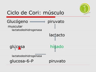 Ciclo de Cori: músculo 
Glucógeno piruvato 
muscular 
lactatodeshidrogenasa 
lactacto 
glucosa hígado 
lactatodeshidrogenasa 
glucosa-6-P piruvato 
 