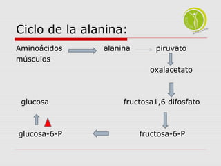 Ciclo de la alanina: 
Aminoácidos alanina piruvato 
músculos 
oxalacetato 
glucosa fructosa1,6 difosfato 
glucosa-6-P fructosa-6-P 
 
