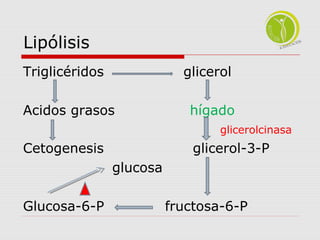 Lipólisis 
Triglicéridos glicerol 
Acidos grasos hígado 
glicerolcinasa 
Cetogenesis glicerol-3-P 
glucosa 
Glucosa-6-P fructosa-6-P 
 