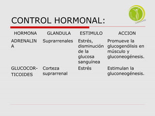 CONTROL HORMONAL: 
HORMONA GLANDULA ESTIMULO ACCION 
ADRENALIN 
Suprarrenales Estrés, 
A 
disminución 
de la 
glucosa 
sanguínea 
Promueve la 
glucogenólisis en 
músculo y 
gluconeogénesis. 
GLUCOCOR-TICOIDES 
Corteza 
suprarrenal 
Estrés Estimulan la 
gluconeogénesis. 
 