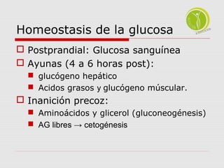 Homeostasis de la glucosa 
 Postprandial: Glucosa sanguínea 
 Ayunas (4 a 6 horas post): 
 glucógeno hepático 
 Acidos grasos y glucógeno múscular. 
 Inanición precoz: 
 Aminoácidos y glicerol (gluconeogénesis) 
 AG libres → cetogénesis 
 