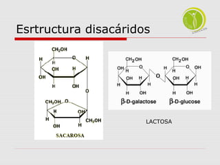 Esrtructura disacáridos 
LACTOSA 
 