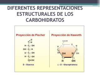 DIFERENTES REPRESENTACIONES
    ESTRUCTURALES DE LOS
       CARBOHIDRATOS
 