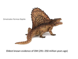 Dimetrodon Permian Reptile
Oldest known evidence of OM (291–250 million years ago)
 