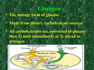 Glycogen
• The storage form of glucose
• Made from dietary carbohydrate sources
• All carbohydrates are converted to glucose
then 1) used immediately or 2) stored as
glycogen
 