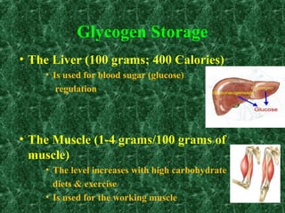 Glycogen Storage
• The Liver (100 grams; 400 Calories)
• Is used for blood sugar (glucose)
regulation
• The Muscle (1-4 grams/100 grams of
muscle)
• The level increases with high carbohydrate
diets & exercise
• Is used for the working muscle
 