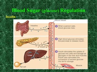 Blood Sugar (glucose) Regulation
Insulin
 