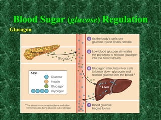 Blood Sugar (glucose) Regulation
Glucagon
 
