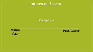 CHOUPO OU ÁLAMO
Silvicultura
Prof. Walter
Maicou
Éder
 
