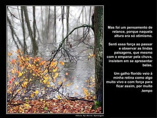Mas foi um pensamento de relance, porque naquela altura era só otimismo. Senti essa força ao passar e observar as lindas paisagens, que mesmo com o empanar pela chuva, insistem em se apresentar belas. Um galho florido veio à minha retina como algo muito vivo e com força para ficar assim, por muito tempo.   