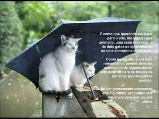 E como que querendo me jogar para o alto, me deixar mais animado, uma cena inusitada: a de dois gatos se aproveitando de uma sombrinha ali deixada.  Como nessa altura era todo romantismo, pensei: deve ter acontecido de alguém deixar tudo e correr para os braços de um amor que imaginava perdido. Só um pensamento mostrando que, no íntimo, era tudo o que esperava para mim àquela altura.  