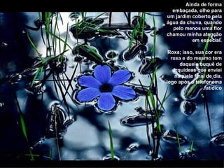 Ainda de forma embaçada, olho para um jardim coberto pela água da chuva, quando pelo menos uma flor chamou minha atenção em especial. Roxa; isso, sua cor era roxa e do mesmo tom daquele buquê de orquídeas que enviei naquele final de dia, logo após o telefonema fatídico. 