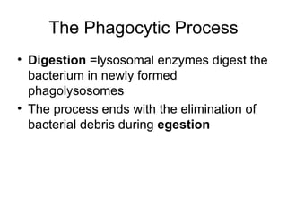 The Phagocytic Process Digestion  =lysosomal enzymes digest the bacterium in newly formed phagolysosomes The process ends with the elimination of bacterial debris during  egestion 