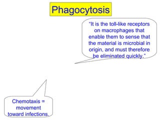 Phagocytosis “ It is the toll-like receptors on macrophages that enable them to sense that the material is microbial in origin, and must therefore be eliminated quickly.” Chemotaxis = movement toward infections. 