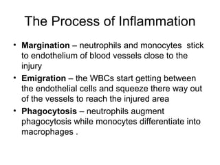 The Process of Inflammation Margination  – neutrophils and monocytes  stick to endothelium of blood vessels close to the injury  Emigration  – the WBCs start getting between the endothelial cells and squeeze there way out of the vessels to reach the injured area Phagocytosis  – neutrophils augment phagocytosis while monocytes differentiate into macrophages .  