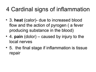 4 Cardinal signs of inflammation 3.  heat  (calor)- due to increased blood flow and the action of pyrogen ( a fever producing substance in the blood) 4.  pain  (dolor) – caused by injury to the local nerves 5.  the final stage if inflammation is tissue repair 