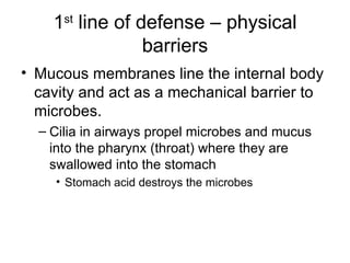 1 st  line of defense – physical barriers Mucous membranes line the internal body cavity and act as a mechanical barrier to microbes. Cilia in airways propel microbes and mucus into the pharynx (throat) where they are swallowed into the stomach  Stomach acid destroys the microbes 