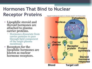 Hormones That Bind to Nuclear
Receptor Proteins
• Lipophilic steroid and
thyroid hormones are
attached to plasma
carrier proteins.
▫ Hormones dissociate from
carrier proteins to pass
through lipid component
of the target plasma
membrane.
• Receptors for the
lipophilic hormones are
known as nuclear
hormone receptors.
 