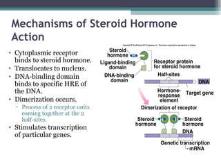 Mechanisms of Steroid Hormone
Action
• Cytoplasmic receptor
binds to steroid hormone.
• Translocates to nucleus.
• DNA-binding domain
binds to specific HRE of
the DNA.
• Dimerization occurs.
▫ Process of 2 receptor units
coming together at the 2
half-sites.
• Stimulates transcription
of particular genes.
 