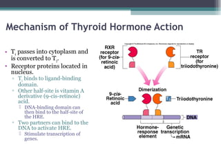 Mechanism of Thyroid Hormone Action
• T4 passes into cytoplasm and
is converted to T3.
• Receptor proteins located in
nucleus.
▫ T3 binds to ligand-binding
domain.
▫ Other half-site is vitamin A
derivative (9-cis-retinoic)
acid.
 DNA-binding domain can
then bind to the half-site of
the HRE.
▫ Two partners can bind to the
DNA to activate HRE.
 Stimulate transcription of
genes.
 