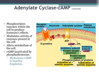 Adenylate Cyclase-cAMP (continued)
• Phosphorylates
enzymes within the
cell to produce
hormone’s effects.
• Modulates activity of
enzymes present in
the cell.
• Alters metabolism of
the cell.
• cAMP inactivated by
phosphodiesterase.
▫ Hydrolyzes cAMP
to inactive
fragments.
 