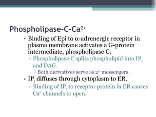Phospholipase-C-Ca2+
• Binding of Epi to α-adrenergic receptor in
plasma membrane activates a G-protein
intermediate, phospholipase C.
▫ Phospholipase C splits phospholipid into IP3
and DAG.
 Both derivatives serve as 2nd
messengers.
• IP3 diffuses through cytoplasm to ER.
▫ Binding of IP3 to receptor protein in ER causes
Ca2+
channels to open.
 